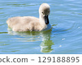 Baby mute swan close up. High quality photo 129188895