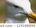 Close up of a herring gull head . High quality photo 129188899