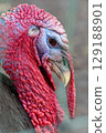 Close up of a turkey head. High quality photo 129188901