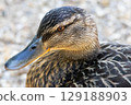 Female mallard duck close up. High quality photo 129188903