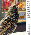 Starling with fare ground in background . High quality photo 129188907