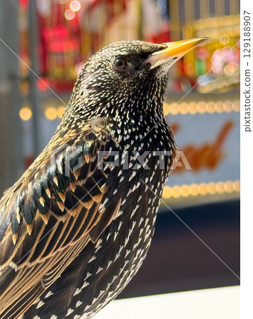 Starling with fare ground in background . High quality photo Starling with fare ground in background . High quality photo 129188907