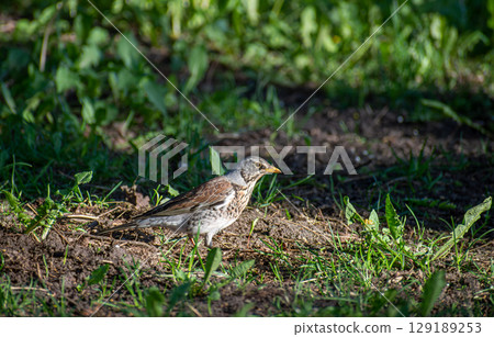 A thrush at the city park 129189253