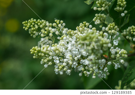 A blooming branch of white lilac 129189385