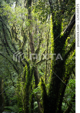 Vertical shot of trees in rainforest hit by sunrays, New Zealand 129189575