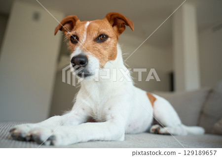 Portrait of Jack Russell Terrier dog lying on sofa. Funny pet relaxing at home 129189657