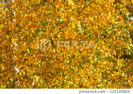 autumn background of tree with fall yellow leaves. nature 129189668
