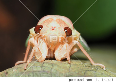 出現後Abrasimi 129189781