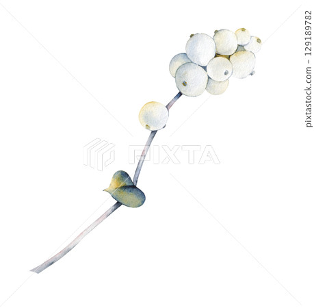Watercolor illustration of a snowberry. A thin branch with white berries on a white isolated background. Watercolor illustration of a snowberry. A thin branch with white berries on a white isolated background. 129189782