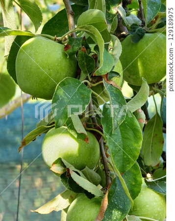 Green apples variety Semerenko ripens on the tree. Winter apples fill out before ripening. Close-up. Green apples variety Semerenko ripens on the tree. Winter apples fill out before ripening. Close-up. 129189975