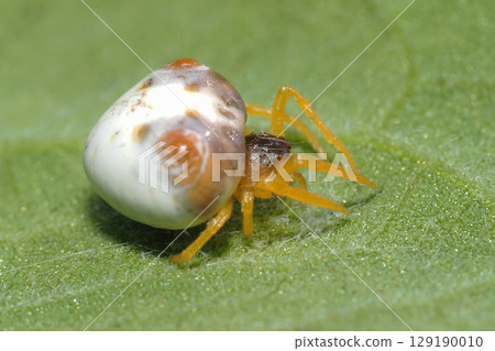 Turin Fundasi (female) 129190010