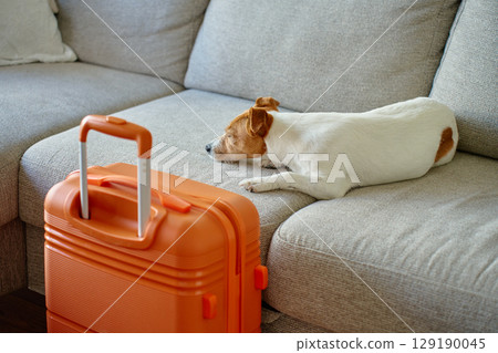 Small dog lying on couch near orange suitcase Small dog lying on couch near orange suitcase 129190045