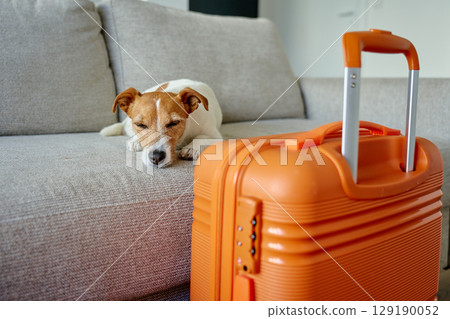 Small dog lying on couch near orange suitcase Small dog lying on couch near orange suitcase 129190052