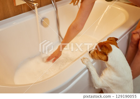 Jack Russell terrier dog watching owner prepare a bath 129190055