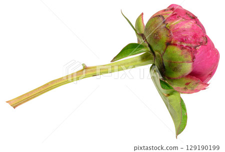 Unopened bright pink peony bud with green leaves, isolated background Unopened bright pink peony bud with green leaves, isolated background 129190199