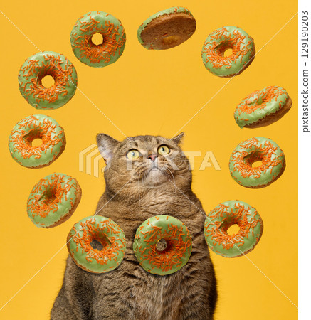 A plump shorthaired cat with expressive eyes looks up, surrounded by delicious green donuts with orange sprinkles on a bright yellow background A plump shorthaired cat with expressive eyes looks up, surrounded by delicious green donuts with orange sprinkles on a bright yellow background 129190203