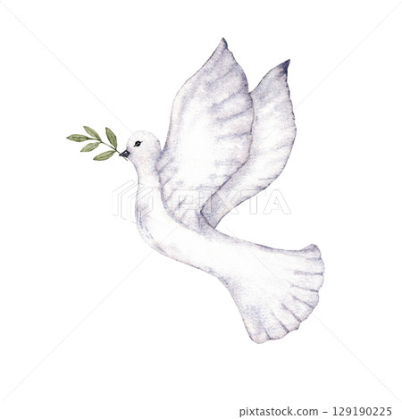 Flying dove holding an olive branch as a sign of peace. first communion, baptism greeting cards, invitation, wedding card. Watercolor illustration Flying dove holding an olive branch as a sign of peace. first communion, baptism greeting cards, invitation, wedding card. Watercolor illustration 129190225