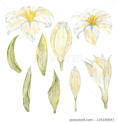 Botanical set of white lilies and green leaves. Watercolor elements. Isolated on white background. Hand drawn. For first communion, birthday, wedding, baptism design. Greeting card, invitation, label Botanical set of white lilies and green leaves. Watercolor elements. Isolated on white background. Hand drawn. For first communion, birthday, wedding, baptism design. Greeting card, invitation, label 129190641