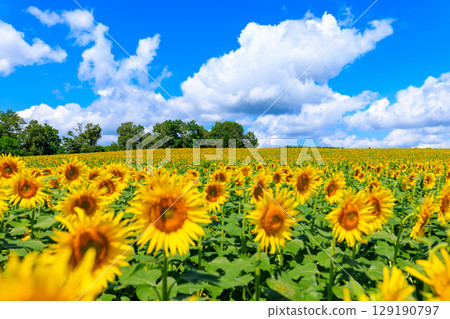 藍天和向日葵 129190797