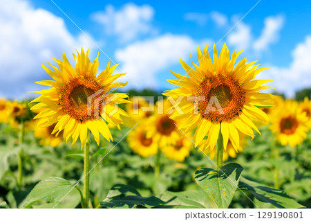Blue sky and sunflower 129190801