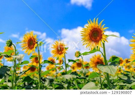 Blue sky and sunflower 129190807