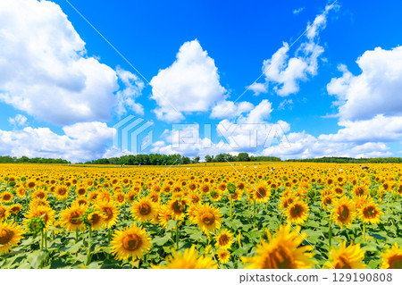 Blue sky and sunflower Blue sky and sunflower 129190808