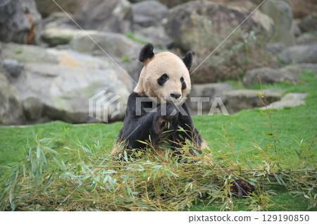 Eimei eating bamboo deliciously 129190850