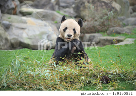 Eimei eating bamboo deliciously Eimei eating bamboo deliciously 129190851