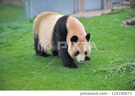 Yoshihama taking a walk 129190873