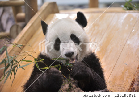 長濱大口吃著竹子 129190881