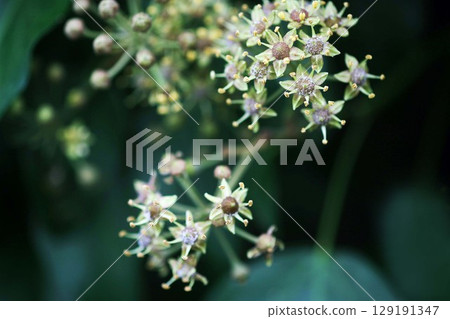 Winter ivy flowers beginning to bloom 129191347