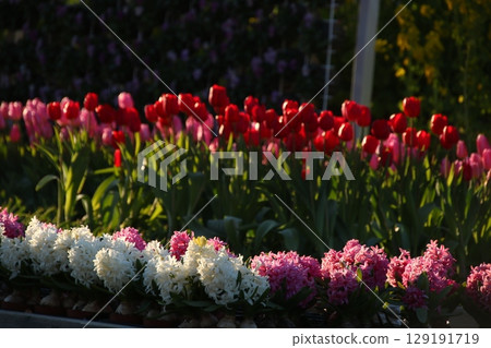 Spring image tulips ⑫ Spring image tulips ⑫ 129191719