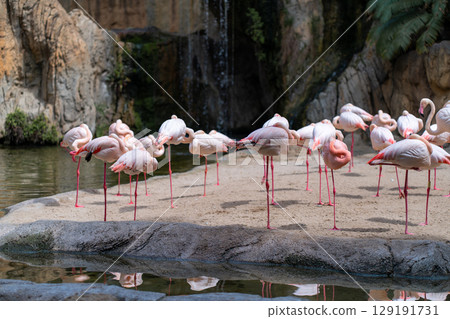 Flamingos resting peacefully by water edge at zoo 129191731
