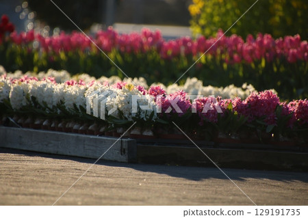 Hyacinth flowerbed ⑨ Hyacinth flowerbed ⑨ 129191735