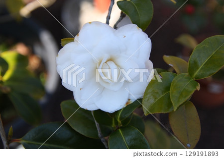 盛開的山茶花樹 ⑧ 盛開的山茶花樹 ⑧ 129191893