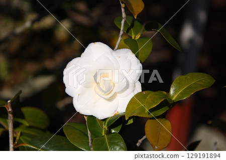 Camellia tree in bloom ⑨ Camellia tree in bloom ⑨ 129191894