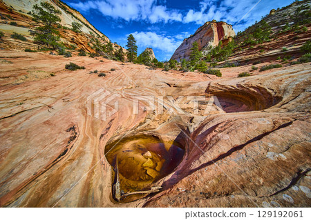 Navajo Sandstone Potholes and Desert Pines Zion National Park Low Eye Level Navajo Sandstone Potholes and Desert Pines Zion National Park Low Eye Level 129192061