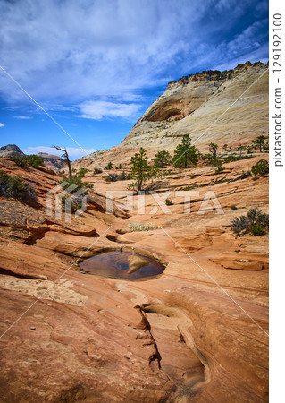 Sandstone Pools Desert Pines and Cliffs Zion National Park Eye Level View 129192100