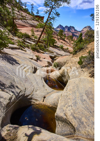 Sandstone Pothole Pools and Desert Vegetation with Zion Cliffs Eye Level View 129192106
