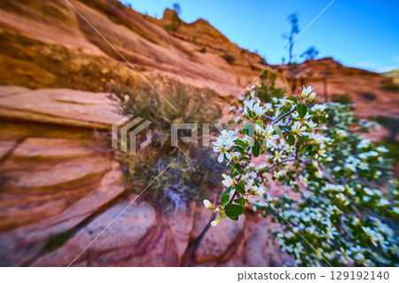 White Desert Blossoms and Red Sandstone Cliffs Low Eye Level Perspective White Desert Blossoms and Red Sandstone Cliffs Low Eye Level Perspective 129192140