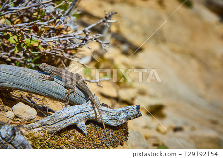 Desert Lizard on Driftwood with Dry Twigs Eye Level Close Up Desert Lizard on Driftwood with Dry Twigs Eye Level Close Up 129192154