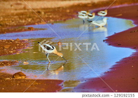 American Avocets Foraging in Shallow Wetland Water at Eye Level Perspective American Avocets Foraging in Shallow Wetland Water at Eye Level Perspective 129192155