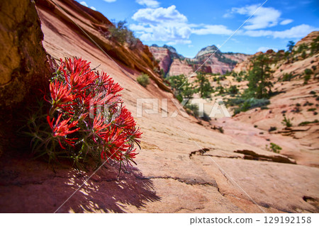 Red Wildflowers and Sandstone Desert Flora Close Up on Sunlit Slope Perspective 129192158