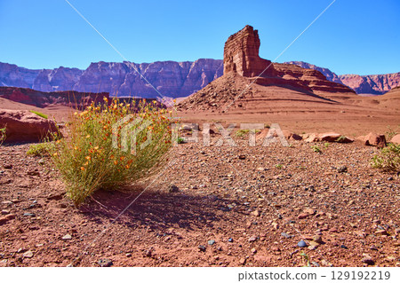 Desert Wildflower Bush and Cathedral Rock with Red Cliffs Low Eye Level Desert Wildflower Bush and Cathedral Rock with Red Cliffs Low Eye Level 129192219