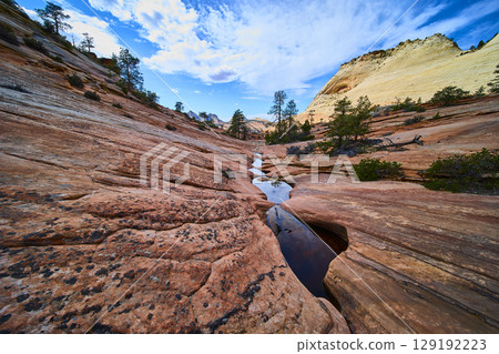 Weathered Sandstone Pools and Pine at Zion National Park Wide Angle Perspective 129192223