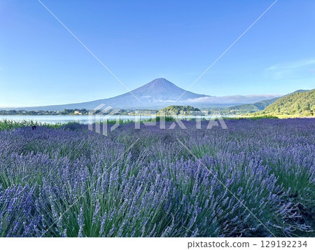 Mount Fuji in the morning and lavender waiting for the light 129192234