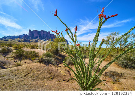 Ocotillo in Bloom with Superstition Mountains and Desert Flora Wide Eye Level Ocotillo in Bloom with Superstition Mountains and Desert Flora Wide Eye Level 129192354