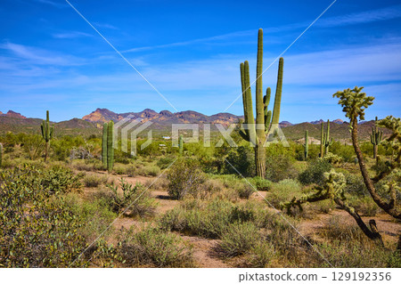 Saguaro Cactus and Desert Plants with Sunlit Arizona Mountains Eye Level View 129192356