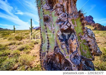 Saguaro Cactus Texture Close Up in Sonoran Desert Eye Level Perspective 129192377