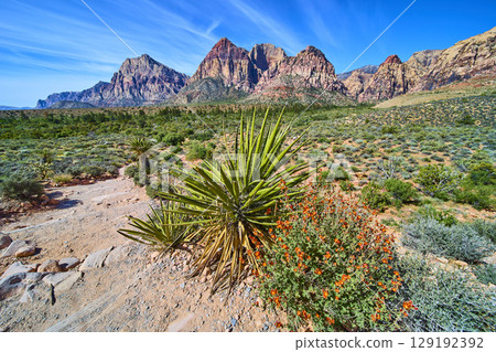 Yucca Plant and Wildflowers in Red Rock Canyon Nevada Low Eye Level Perspective 129192392